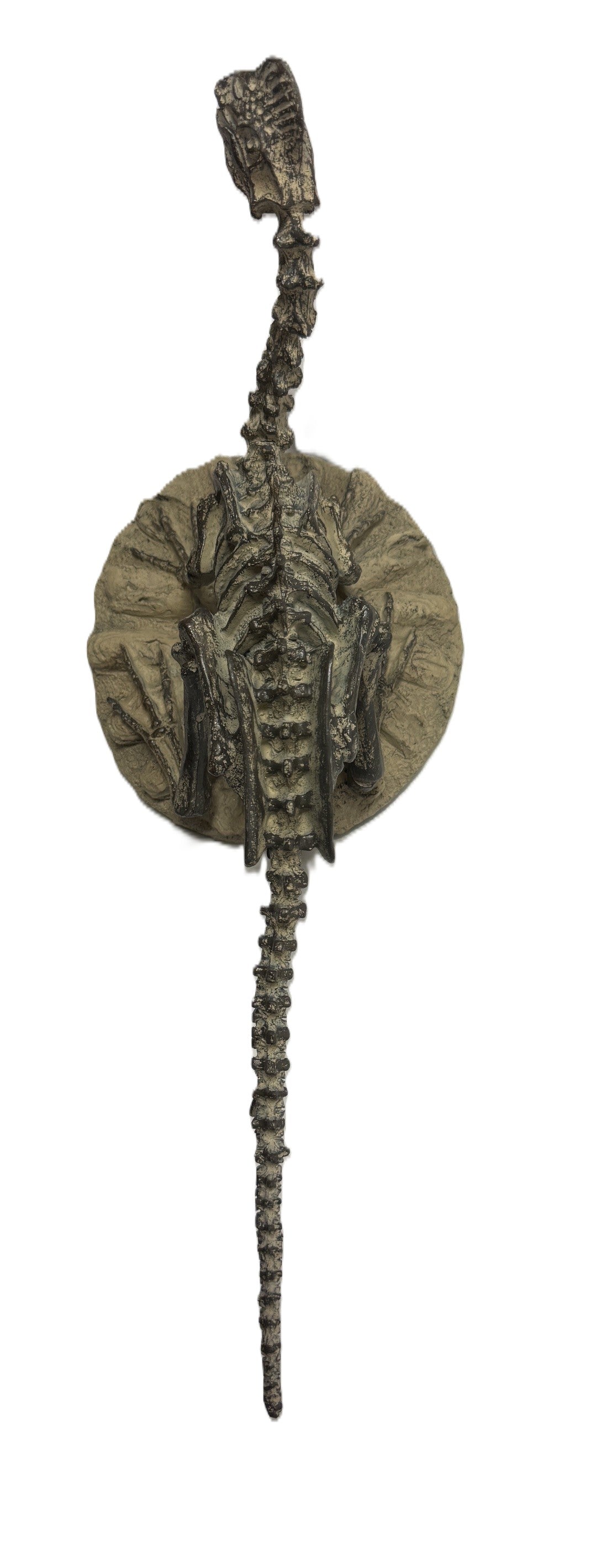Polyresin Dilophosaurus Skeleton