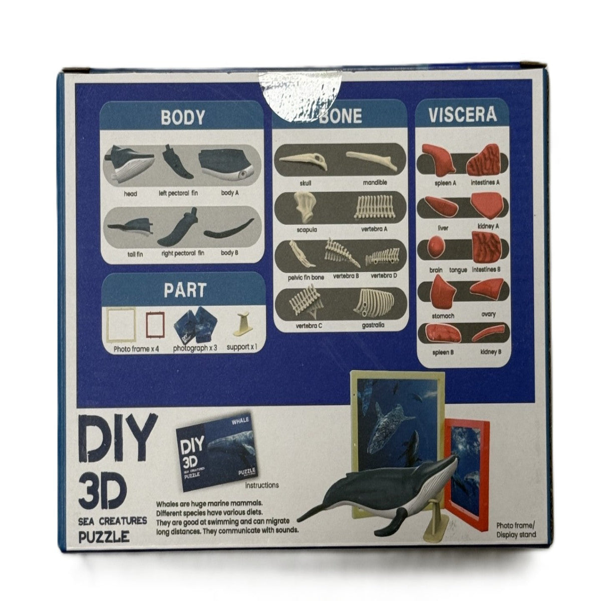 3D DIY Whale Body & Bone Puzzle-STEM