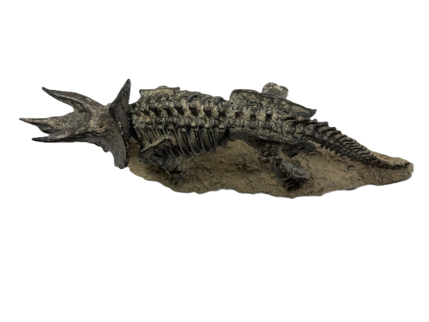 Polyresin Triceratops Skeleton
