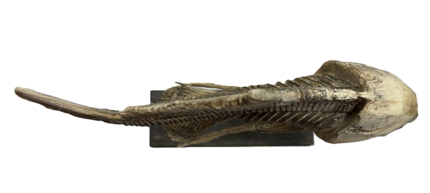 Real Bony Fish Skeleton Specimen