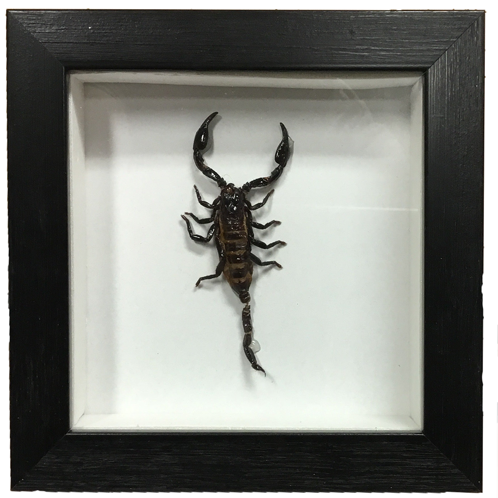 Insects Specimen in Black Picture Frame, 5 Assorted Bugs