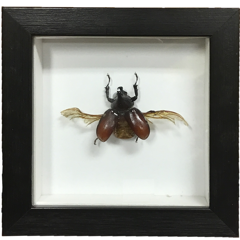 Insects Specimen in Black Picture Frame, 5 Assorted Bugs