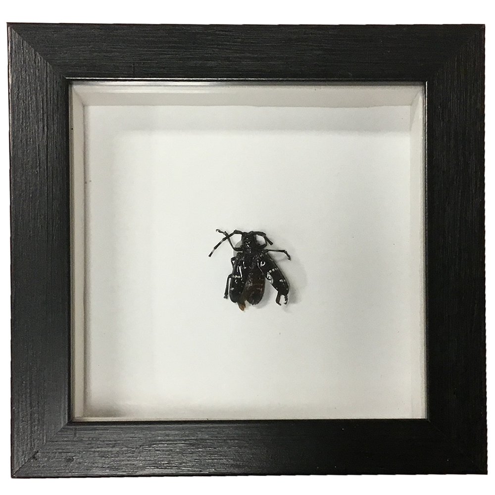 Insects Specimen in Black Picture Frame, 5 Assorted Bugs