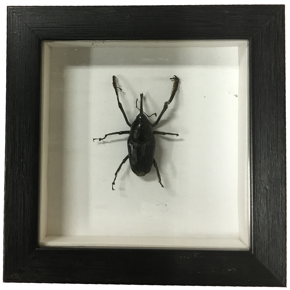 Insects Specimen in Black Picture Frame, 5 Assorted Bugs