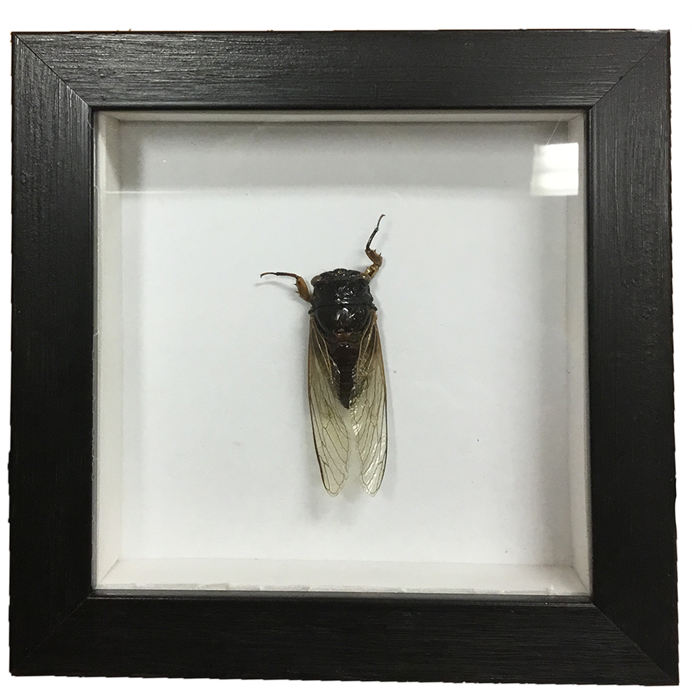 Insects Specimen in Black Picture Frame, 5 Assorted Bugs