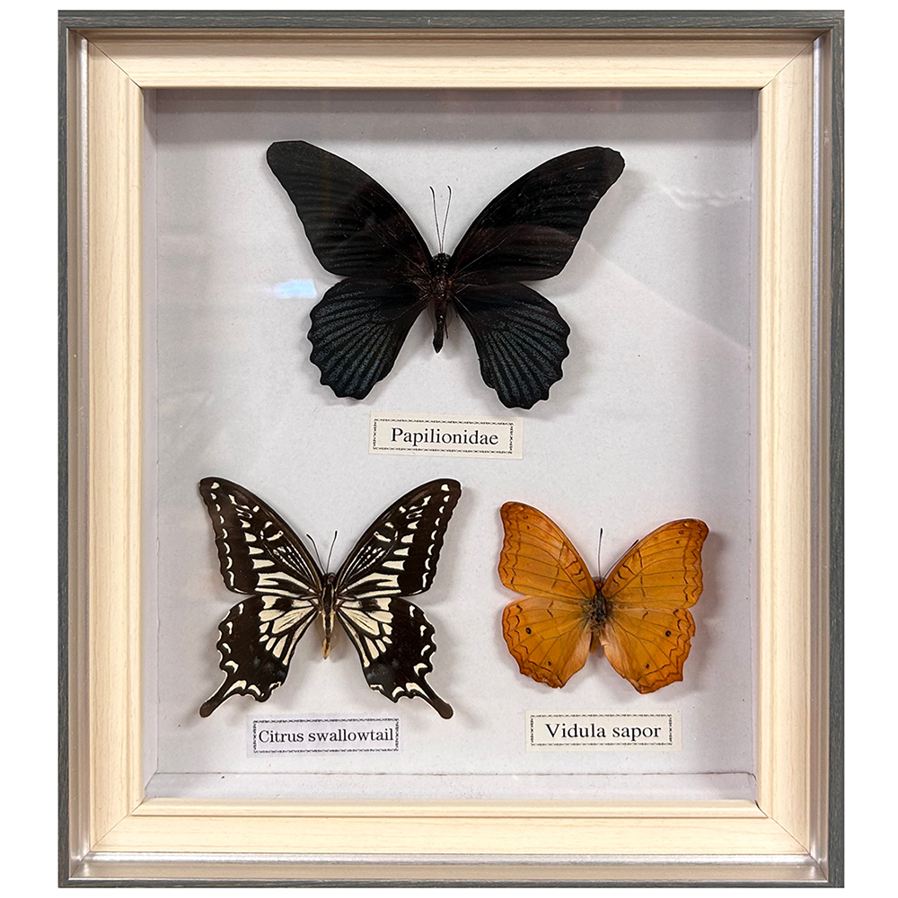 Set of Three Butterfly Insect Specimens in Grey Frame