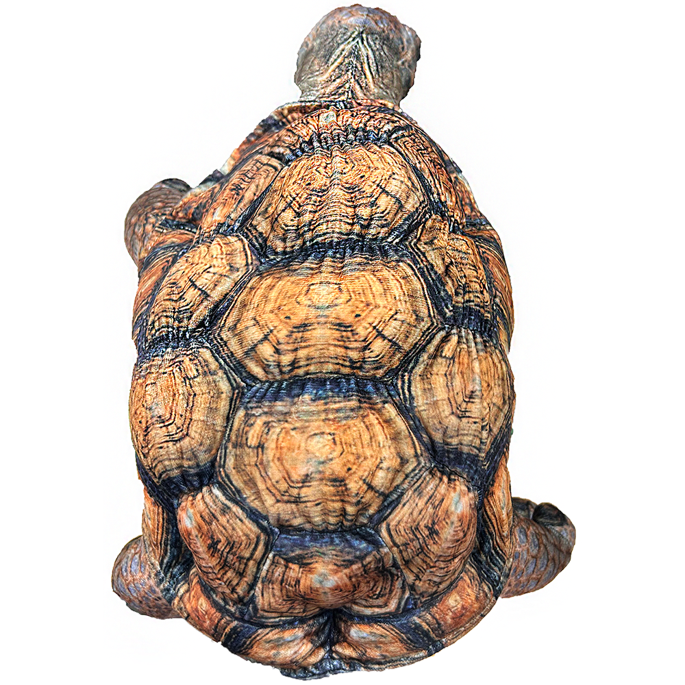 Galapagos Giant Tortoise Plush 17.7" Stuffed Animal
