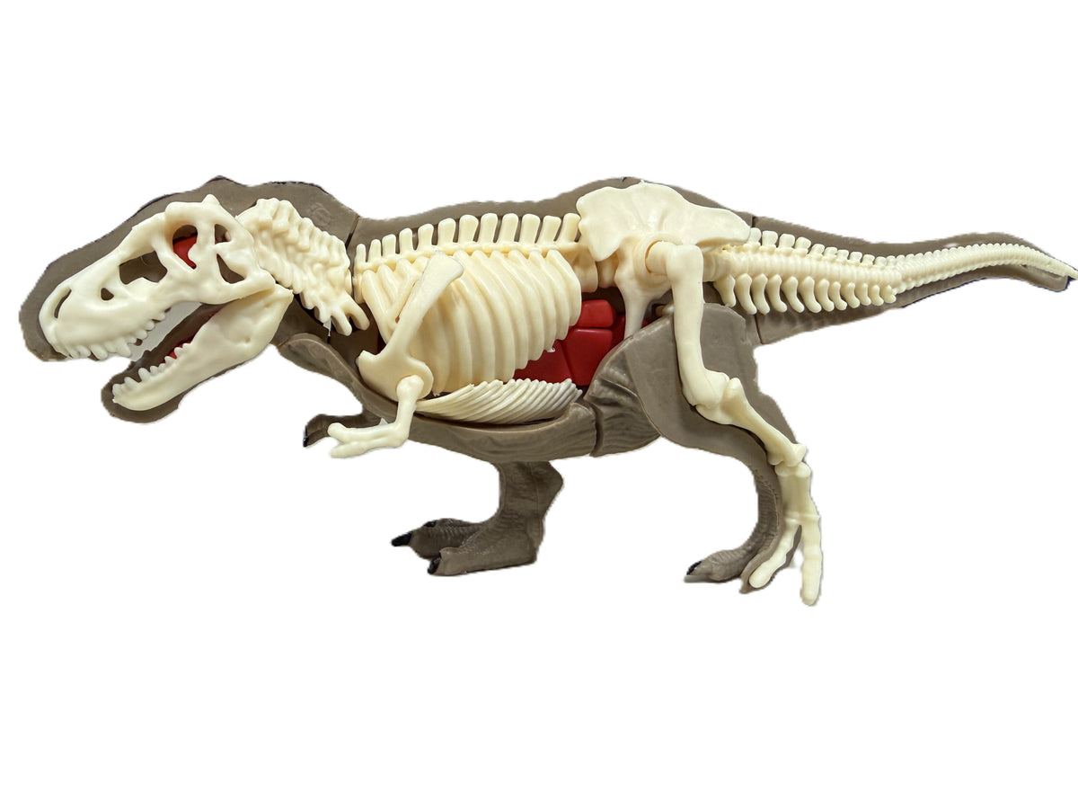 3D DIY Tyrannosaurus Rex Body & Bone Puzzle-STEM