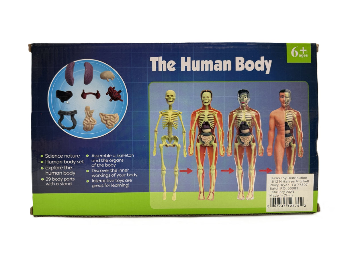 The Human Body 3D Model