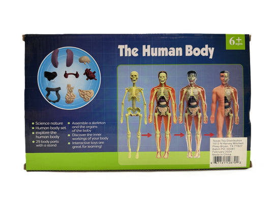 The Human Body 3D Model