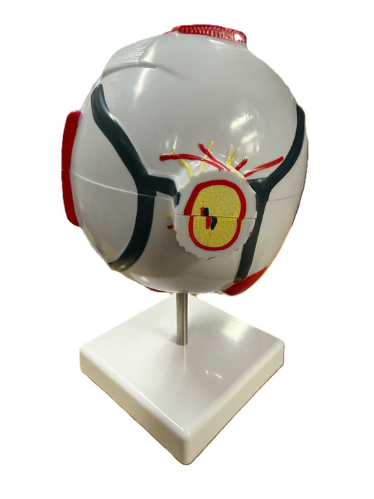 Multi-piece Educational Eyeball-STEM