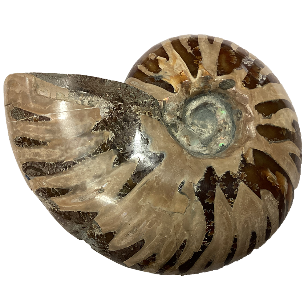 Polished Ammonite Fossil with Suture Patterns