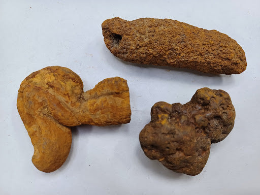 Coprolite - DinosOnly.com