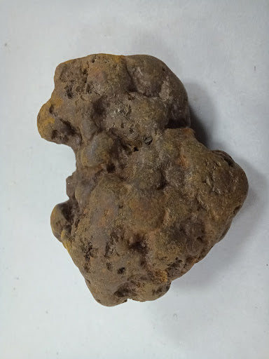 Coprolite - DinosOnly.com