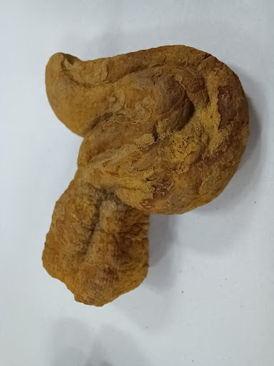 Coprolite - DinosOnly.com