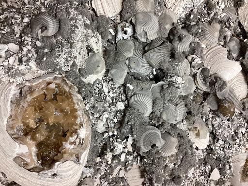 Collector's Fossilized Clam Bed - DinosOnly.com
