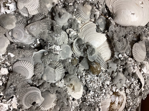 Collector's Fossilized Clam Bed - DinosOnly.com