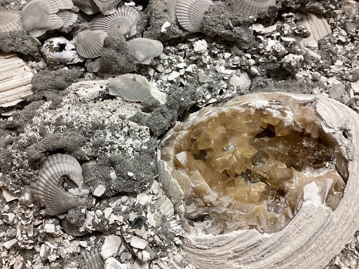 Collector's Fossilized Clam Bed - DinosOnly.com