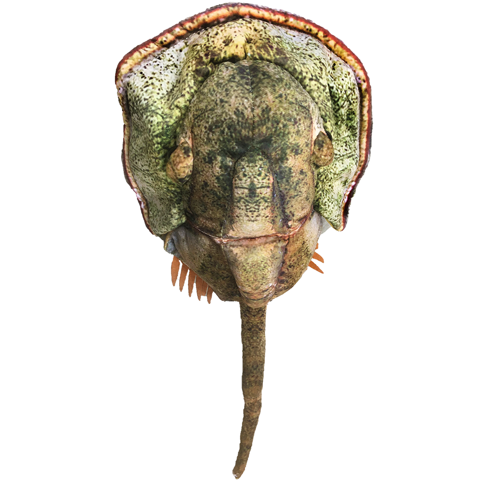 Horseshoe Crab 17.75