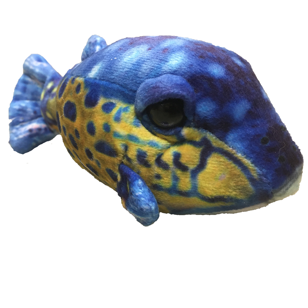 blue and yellow fish in a box Texas Toy Distribution Small Box Fish Aquatic Plush Stuffed Animal in Blue