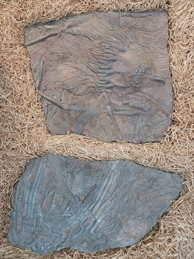 Large Crinoid Fossil - DinosOnly.com