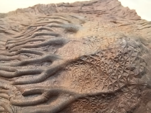 Large Crinoid Fossil - DinosOnly.com