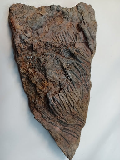 Medium Crinoid Fossil - DinosOnly.com