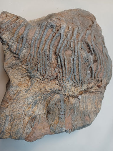 Medium Crinoid Fossil - DinosOnly.com