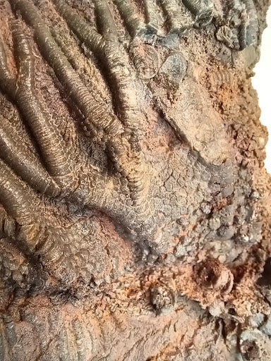 Medium Crinoid Fossil - DinosOnly.com