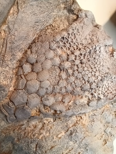 Small Crinoid Fossil - DinosOnly.com