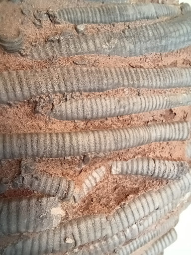 Small Crinoid Fossil - DinosOnly.com