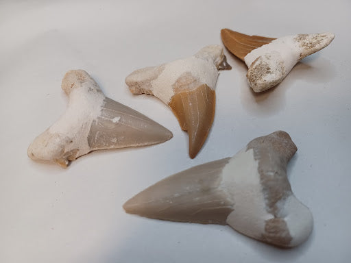 Shark Teeth - DinosOnly.com