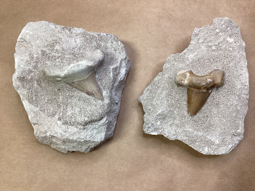 Shark Teeth in Large Matrix - DinosOnly.com