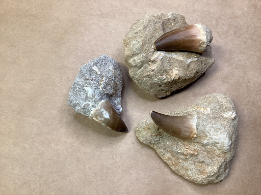 Shark Tooth in Small Matrix - DinosOnly.com