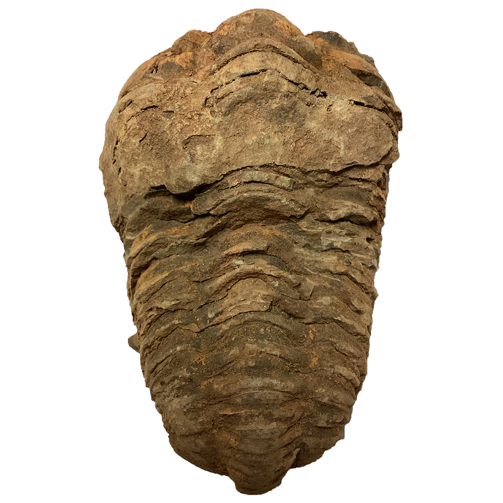 Large Trilobite Fossil