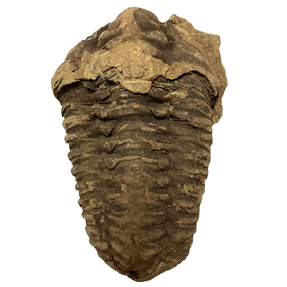 Large Trilobite Fossil