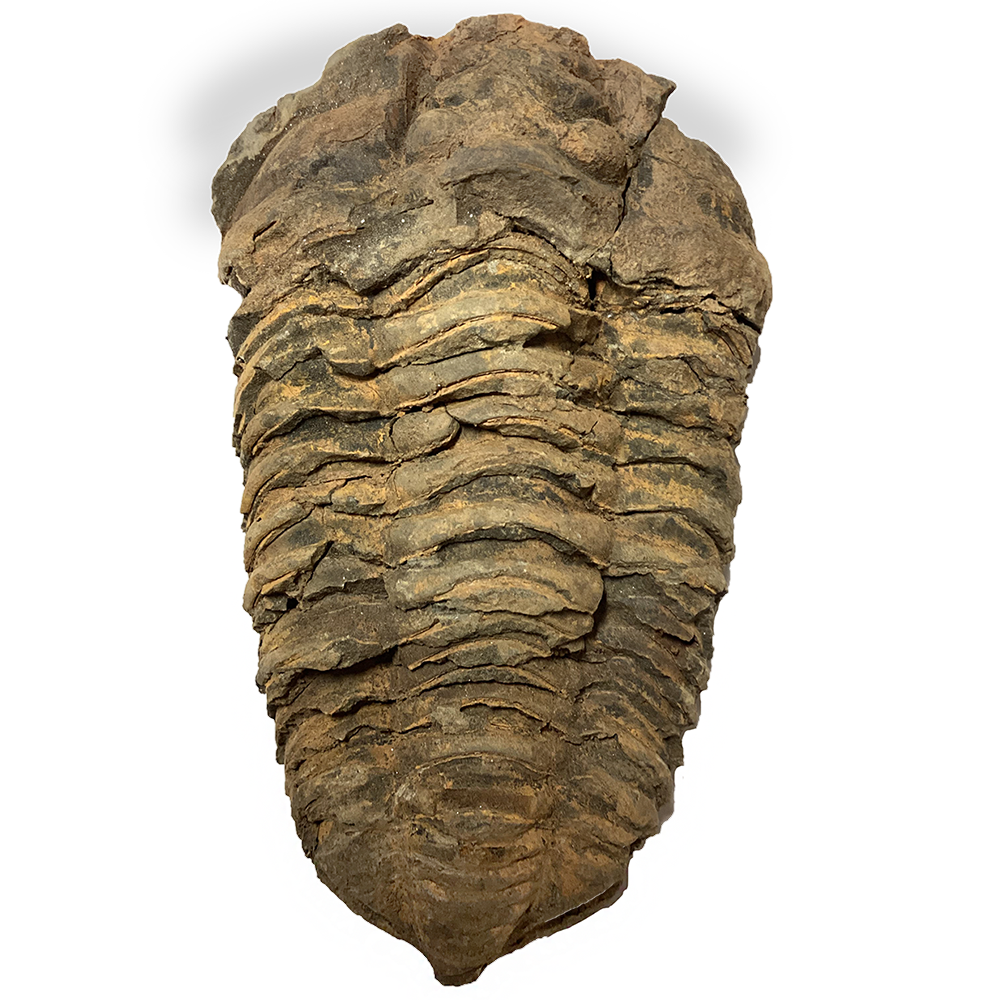 Large Trilobite Fossil