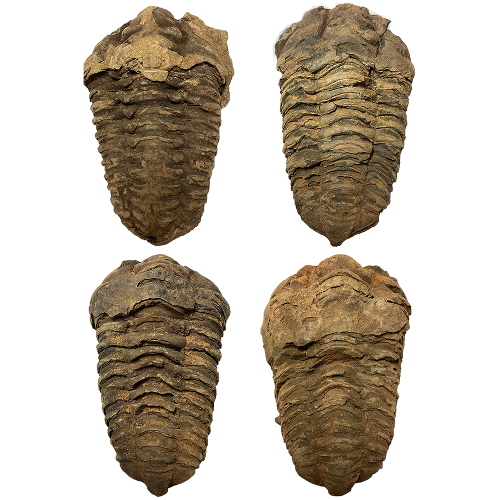 Large Trilobite Fossil