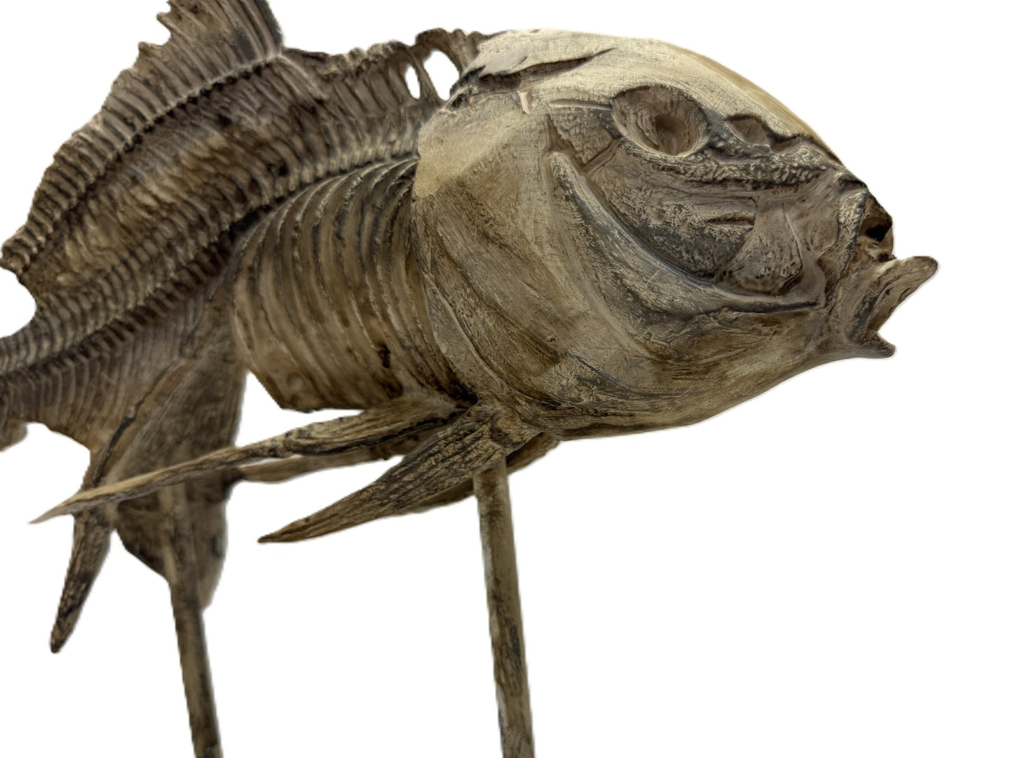 Real Bony Fish Skeleton Specimen