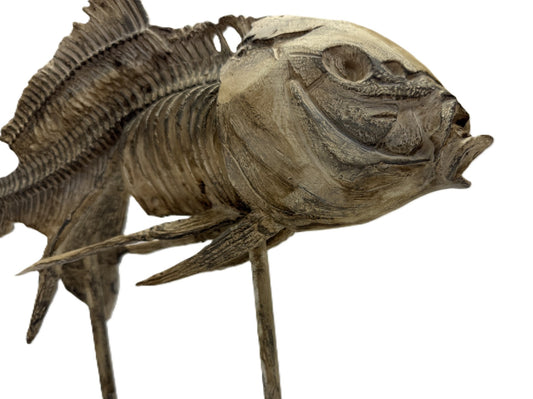 Real Bony Fish Skeleton Specimen