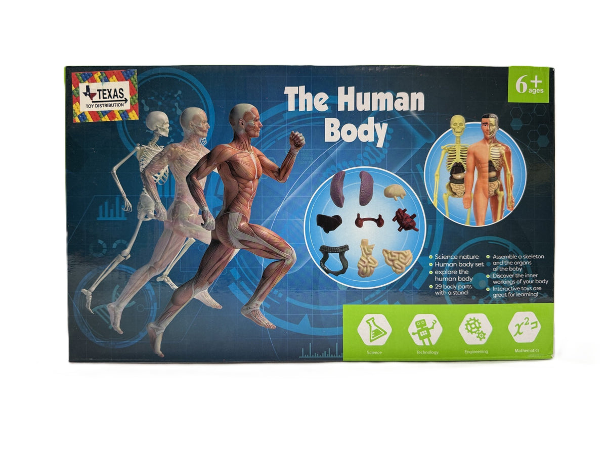 The Human Body 3D Model