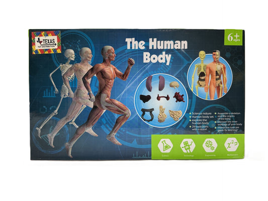 The Human Body 3D Model