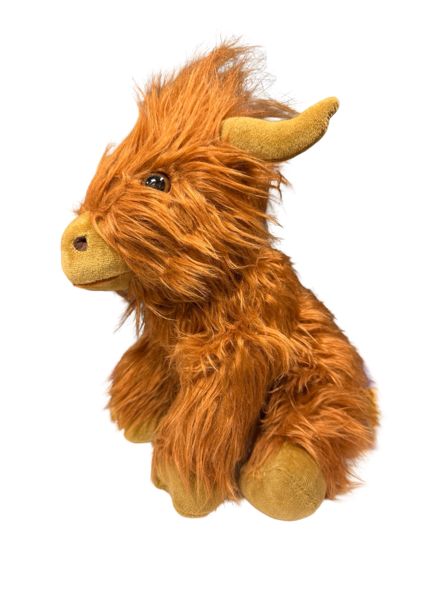 Fluffy Highland Cow