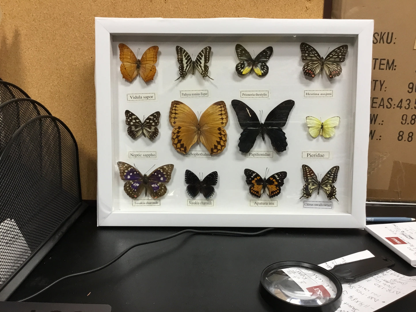 White Framed Twelve Piece Butterfly Collection