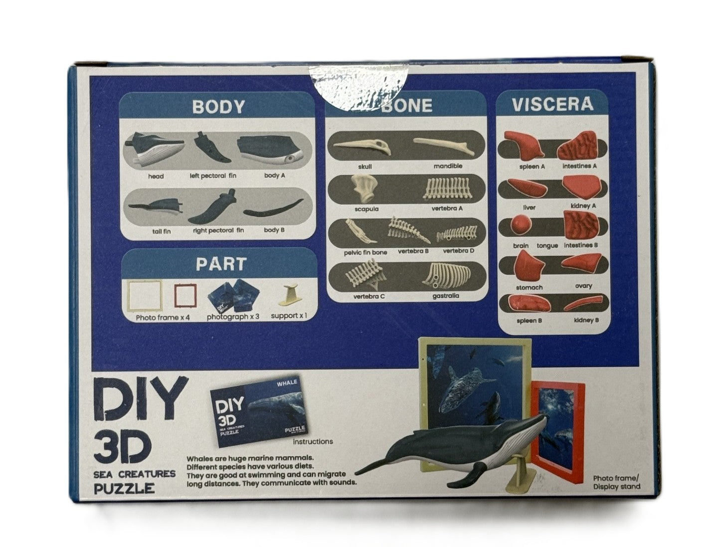 3D DIY Whale & Bone Puzzle-STEM