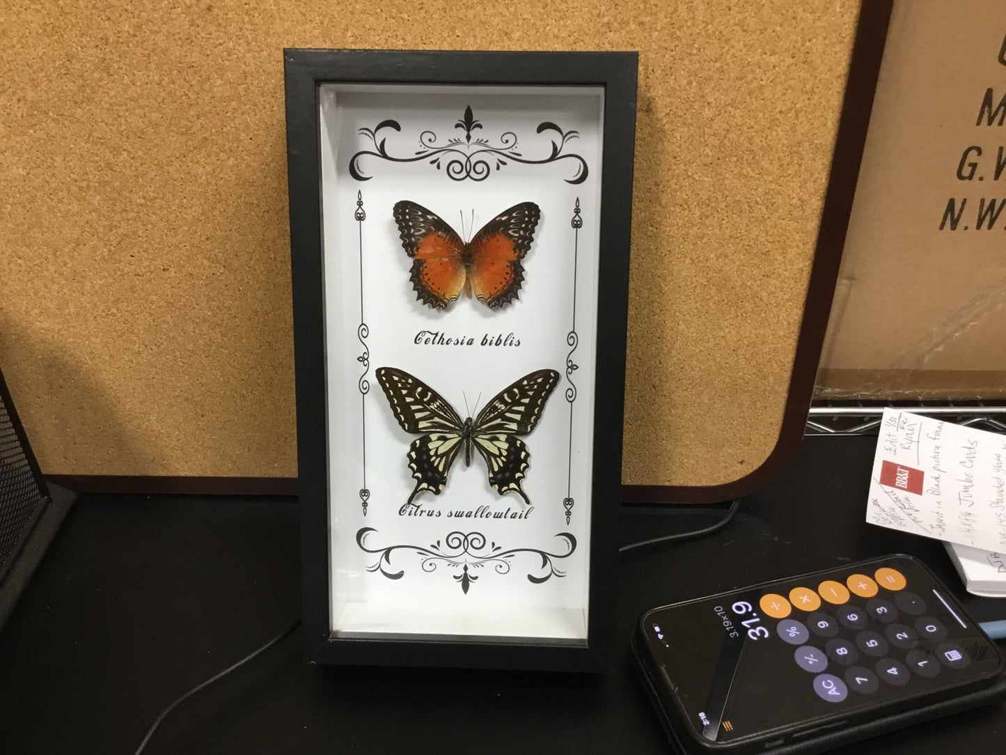 Vertical Black framed two specimen Butterflies