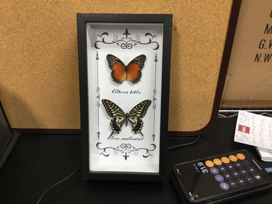 Vertical Black framed two specimen Butterflies