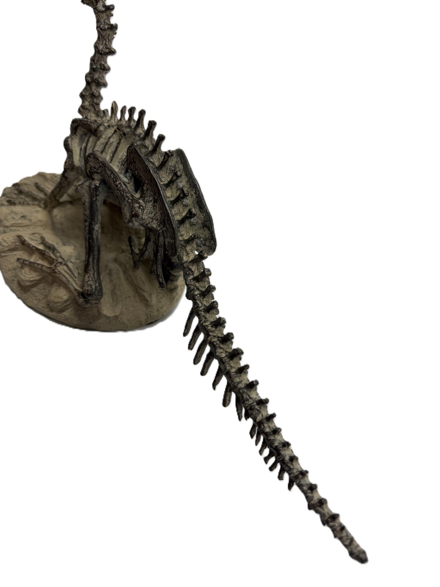 Polyresin Dilophosaurus Skeleton