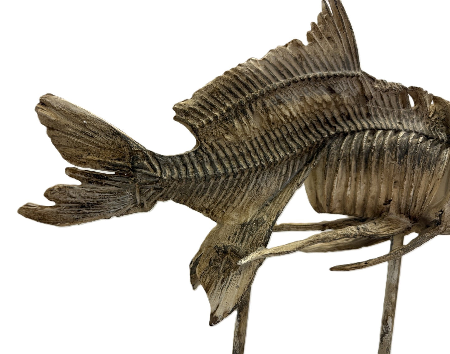 Real Bony Fish Skeleton Specimen