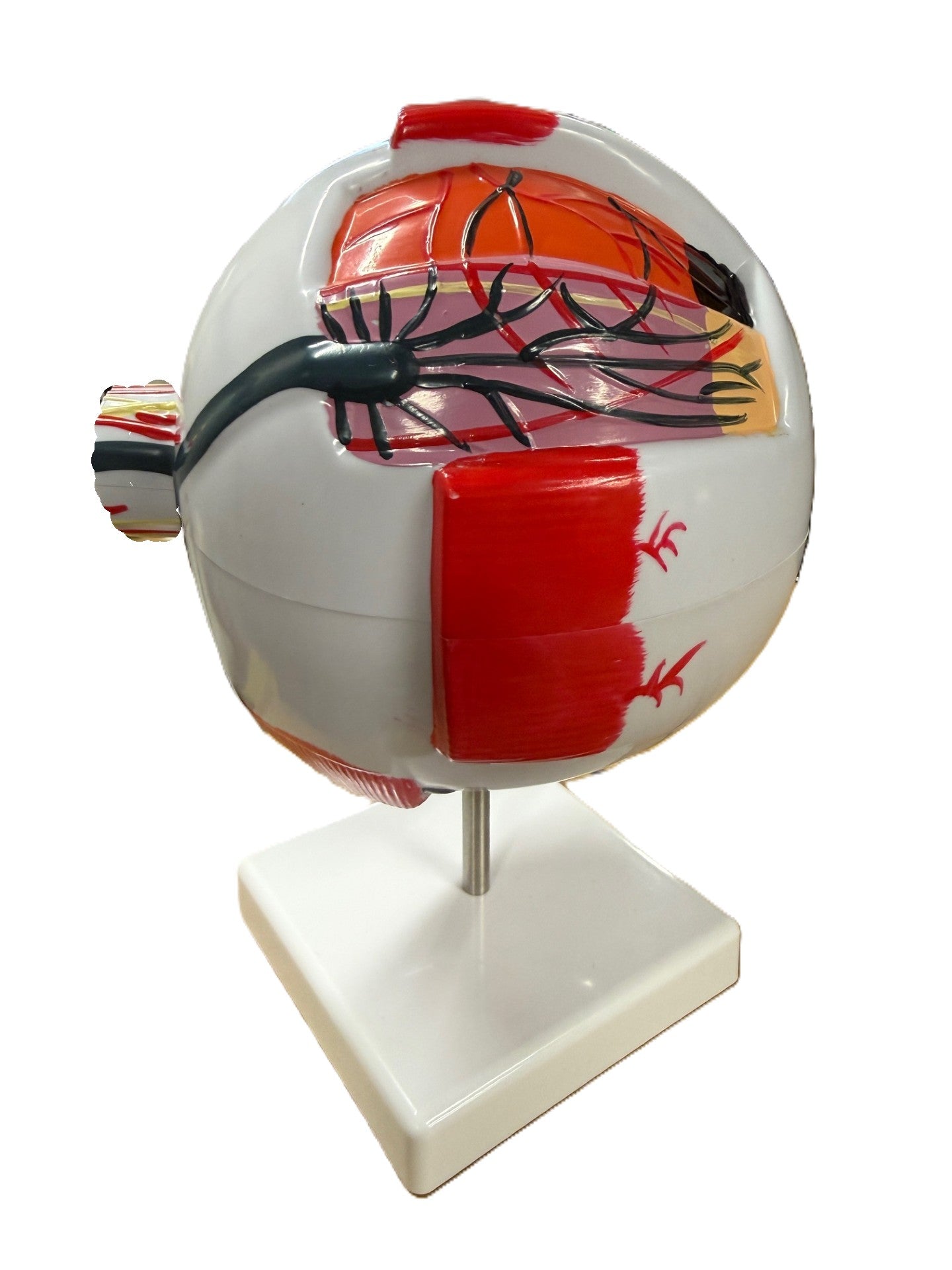 Multi-piece Educational Eyeball-STEM